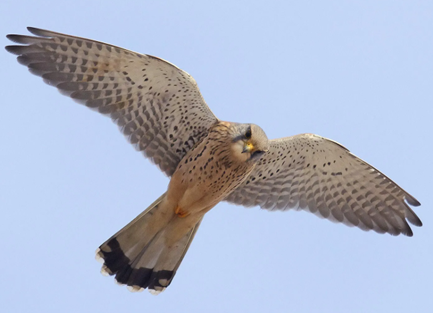An adult kestrel