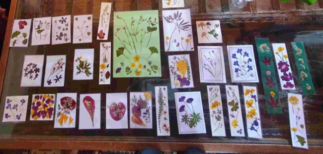 Selection of pressed flowers of Lauragais