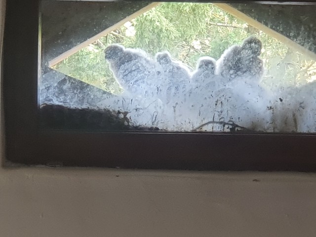Kestrel chicks seen from inside the house