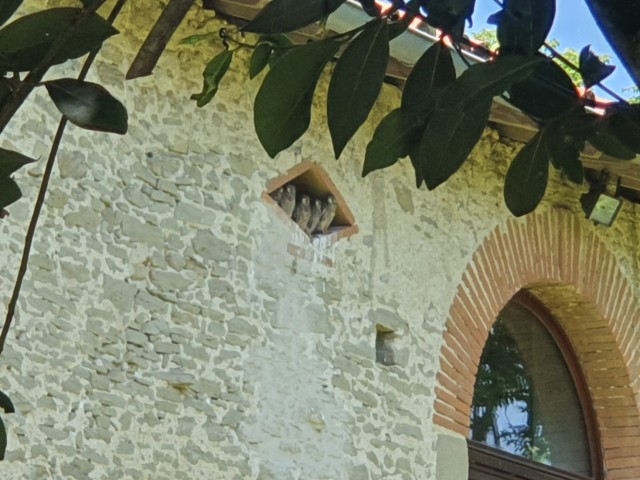 Kestrel chicks seen from outside the house